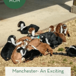 Manchester- An Exciting Vermont Day Trip for the Entire Family pint