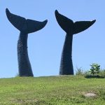 Whales Tails