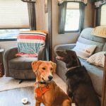 dogs camping