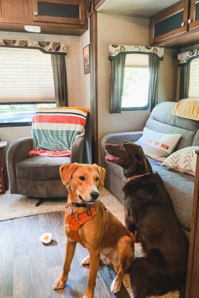 dogs camping