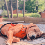 camping dog