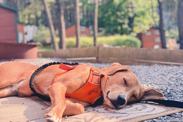 camping dog