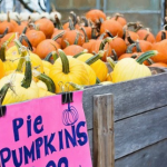 Fall Guide featured image size 2