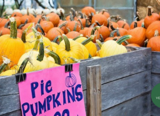 The Ultimate Guide to ALL the Vermont Fall Fun