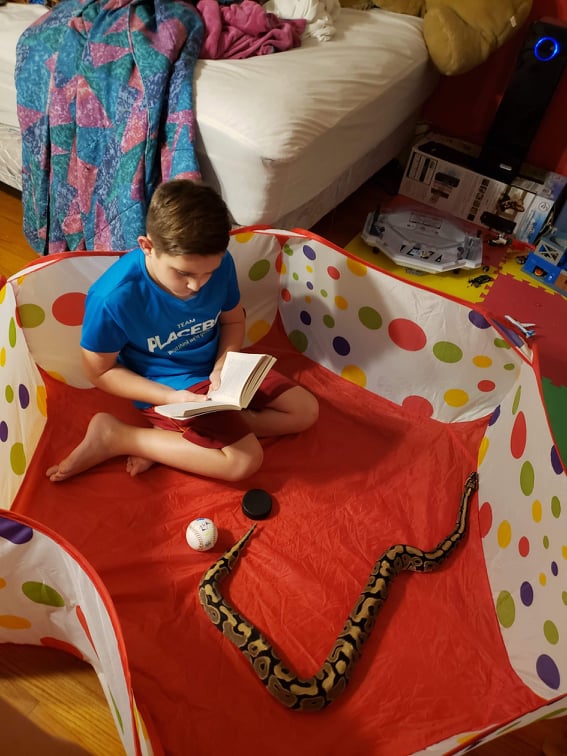 boy reading in a pen with a corn snake