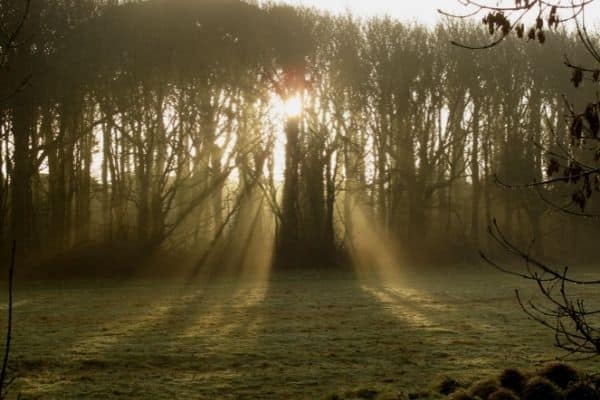 image of light coming through the trees