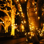 Trees wrapped in colored lights