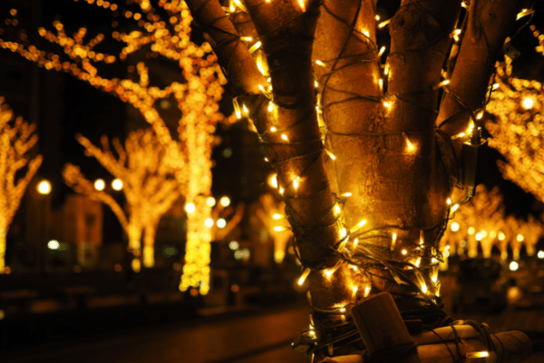 hardwood trees with white lights