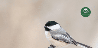 The Little Chickadee Black, white, and grey chickadee perched on a branch