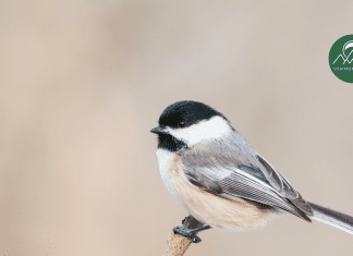 The Little Chickadee Black, white, and grey chickadee perched on a branch