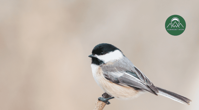 The Little Chickadee Black, white, and grey chickadee perched on a branch