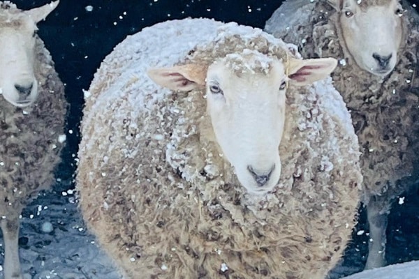 A sheep, her fleece dotted with snow, peers out from a barn