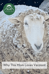 wooly sheep with snow on its back