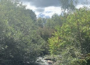bushy green trees on either side of a small river with blue sky in the background