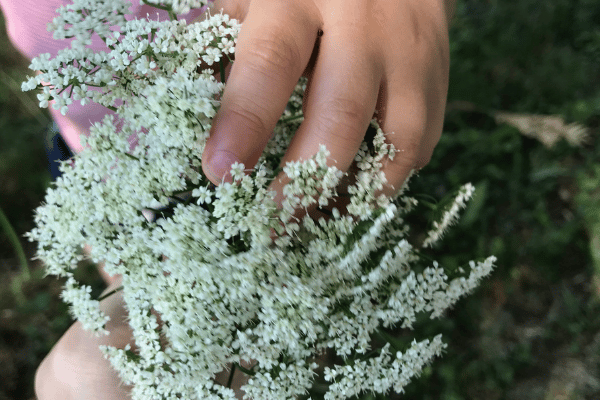 Close-up of a child touching some white flowers on a Queen Anne's Lace plant