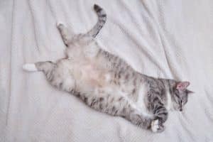 A grey cat is lying on a white blanket on its back with its belly up.