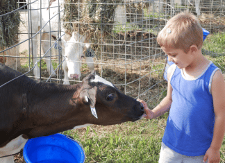 Vermont Breakfast on the Farm: Shining a Light on Local Dairy Traditions