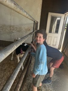 boys looking a a calf on a Vermont dairy farm