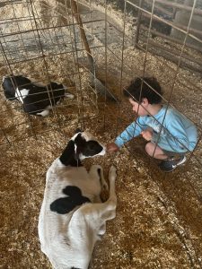 Boy with curly hair petting a calf lying down in clean wood shavings