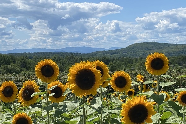 a field of sunflowers against a blue Vermont summer sky