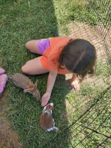 Girl playing with bunnies at New Village Farm