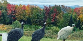 Raising Guinea Hens for Tick Control Three guinea hens standing on porch rail with the fall colors of leaves behind them in the background.