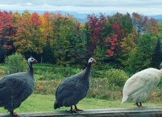 Three guinea hens standing on porch rail with the fall colors of leaves behind them in the background.