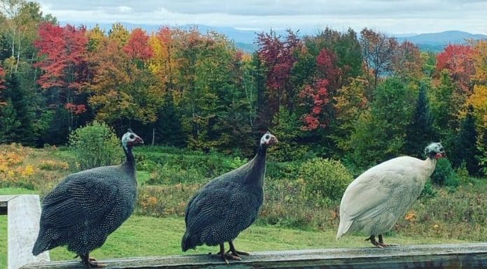 Raising Guinea Hens for Tick Control Three guinea hens standing on porch rail with the fall colors of leaves behind them in the background.