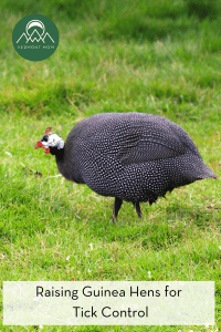 Raising Guinea Hens for Tick Control