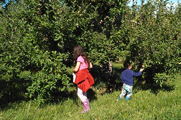 Apple Picking