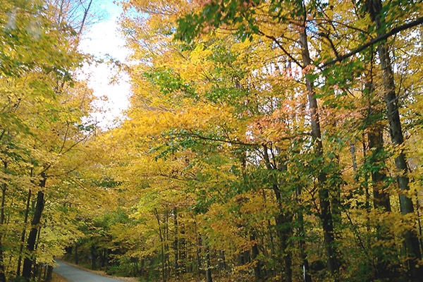 Fall Drive with Leaves in VT