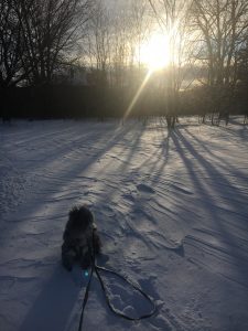 The sun sets over a snow drenched expanse and a dog in the foreground