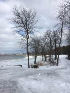 bare trees next to the snowy shore of a frozen lake