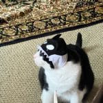 Cat wearing an orca hat