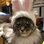 Cat wearing bunny ears