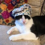 Cat wearing a floral bonnet