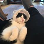 cat in a lace bonnet