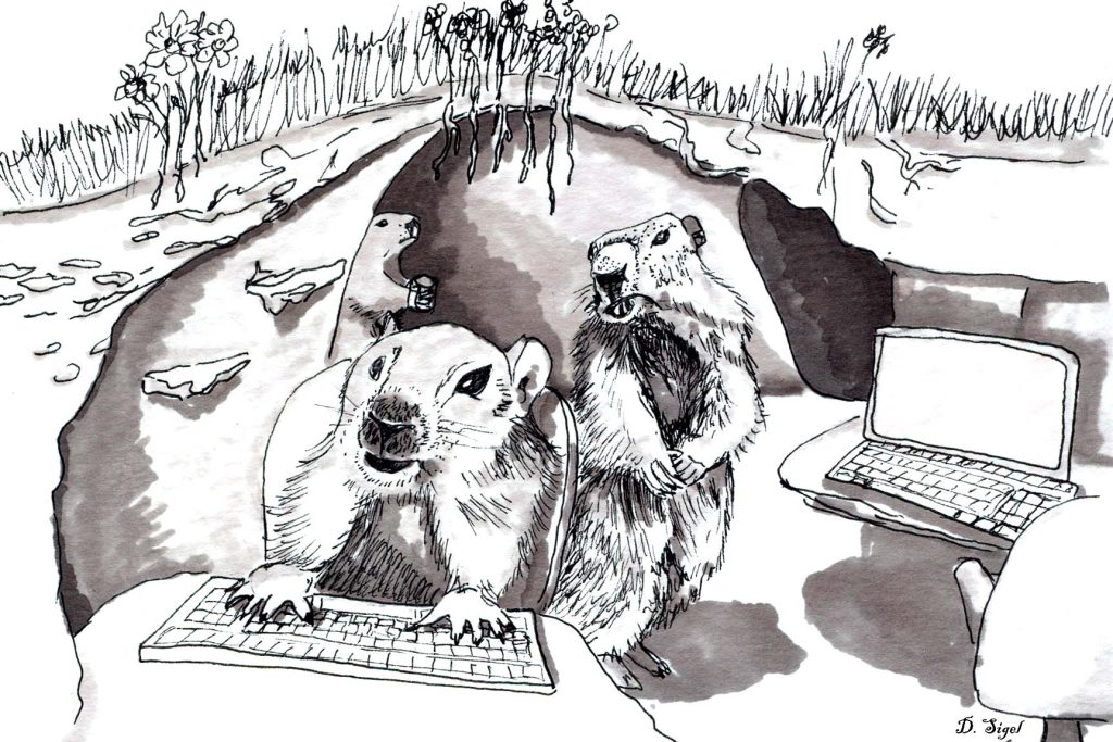 groundhogs using computers in their den- art in ink.