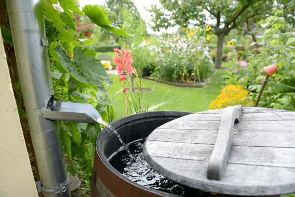 Rain barrels allow you to use rain water for watering plants and gardens.