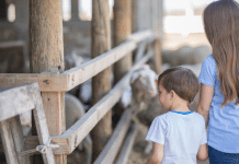 Vermont’s Nonprofits: An Awesome Source for Family Fun Children touring a local nonprofit farm