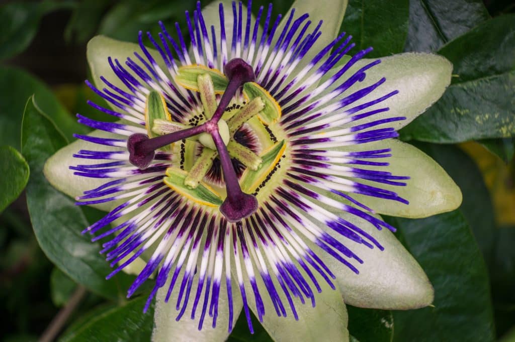 Purple and white passion flower