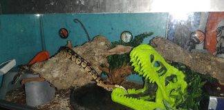 Eww, Your Kid Wants A Pet Snake?!? Yuck! What’s A Dog Mom To Do?