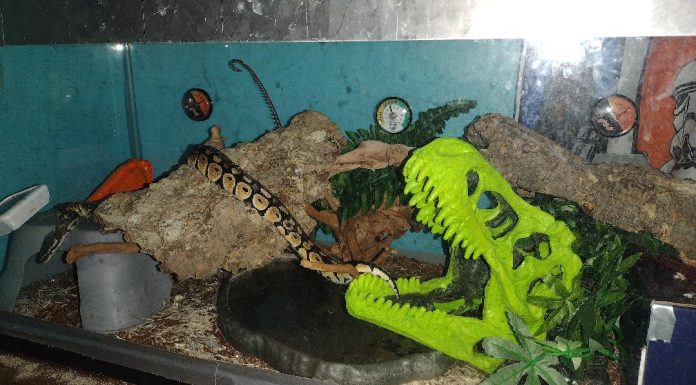 Eww, Your Kid Wants A Pet Snake?!? Yuck! What’s A Dog Mom To Do?