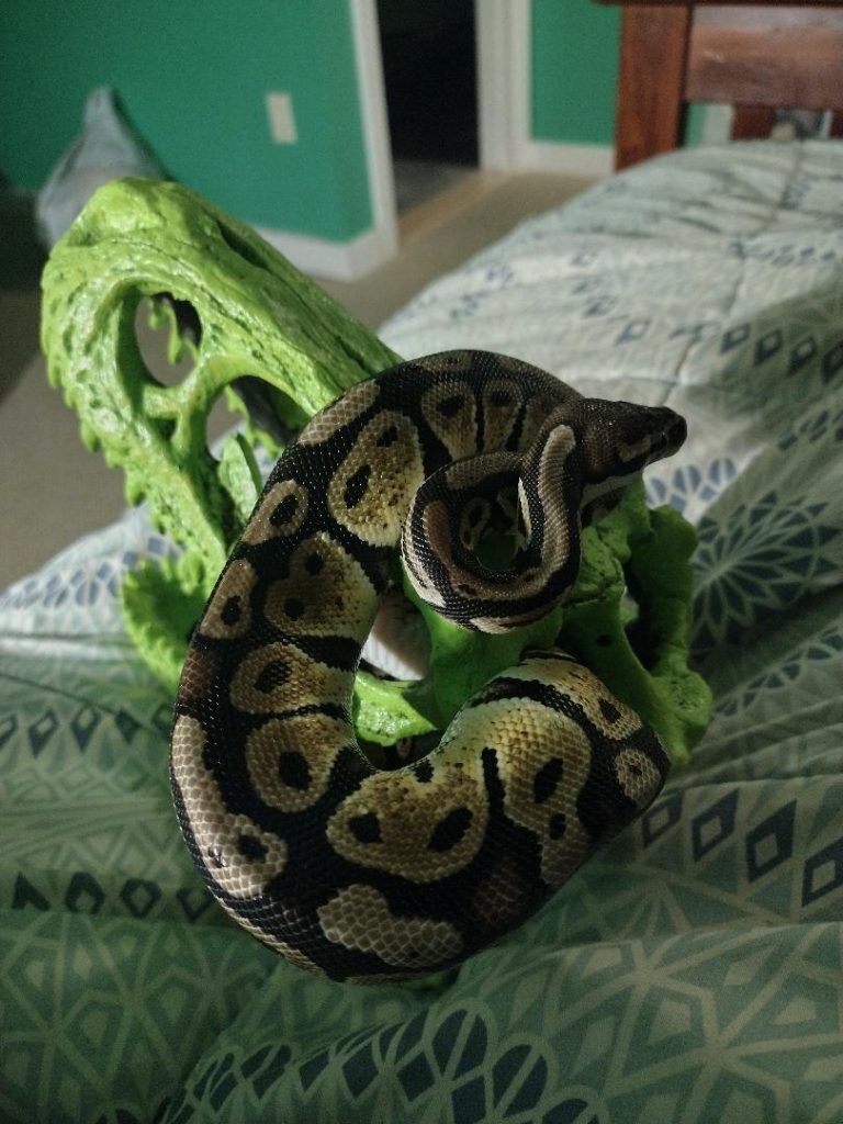 pet snake on a climbing structure