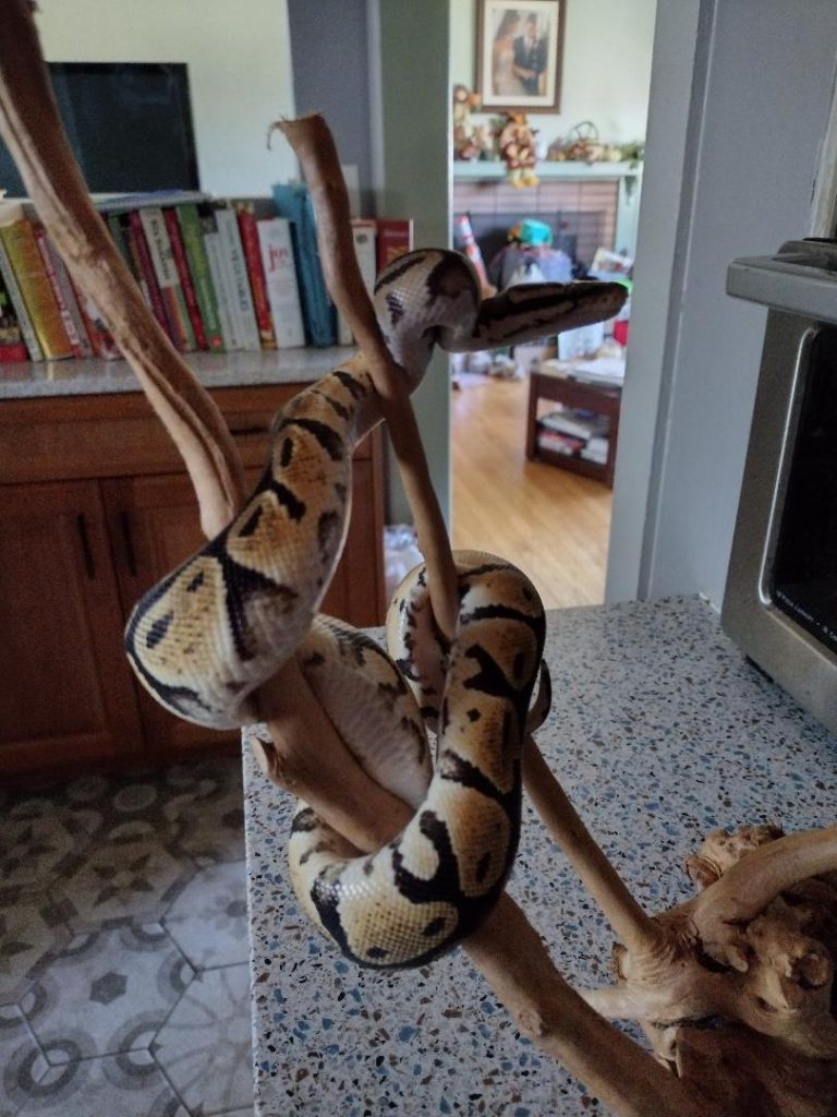 pet snake climbing a branch