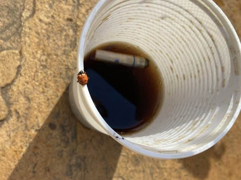 cigarette in brown liquid in a plastic cup. Ladybug on the rim.