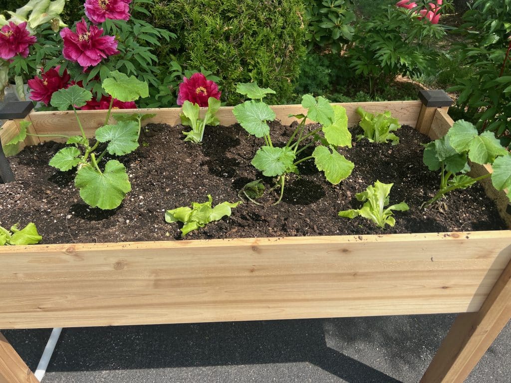 small raised garden