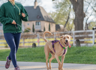 Vermont Dog Owners: It’s Time to Get a Grip Woman walking her dog on a leash.
