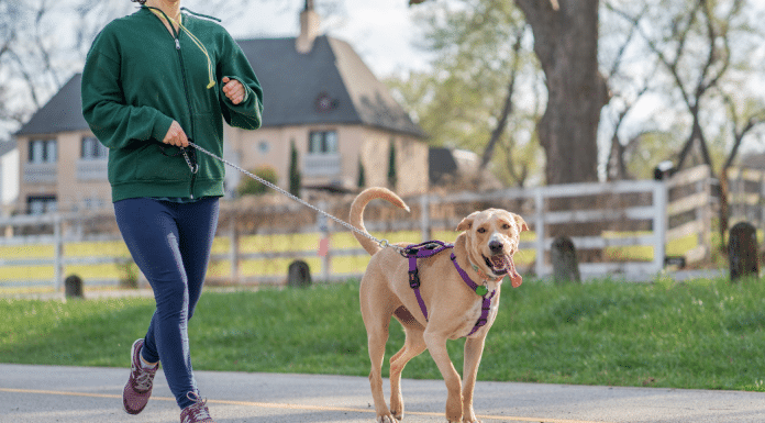 Vermont Dog Owners: It’s Time to Get a Grip Woman walking her dog on a leash.