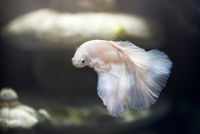 fish in an aquarium